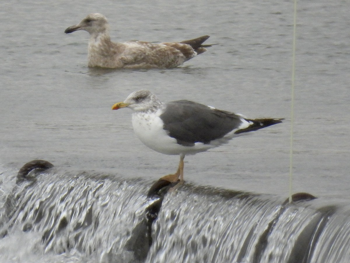 Kara Sırtlı Martı - ML644411774