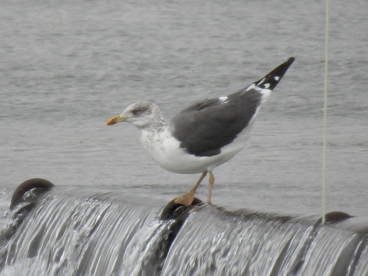 Kara Sırtlı Martı - ML644411775