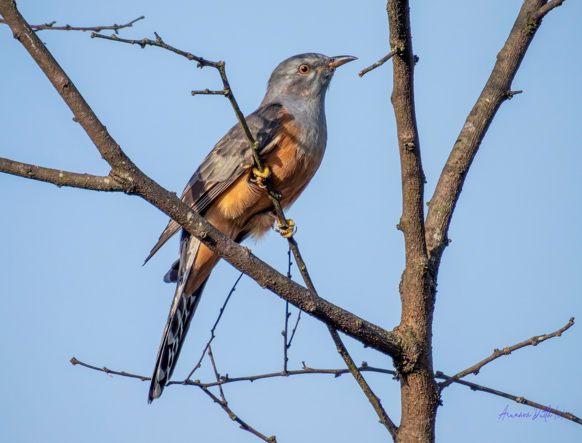 klagegjøk - ML644411790