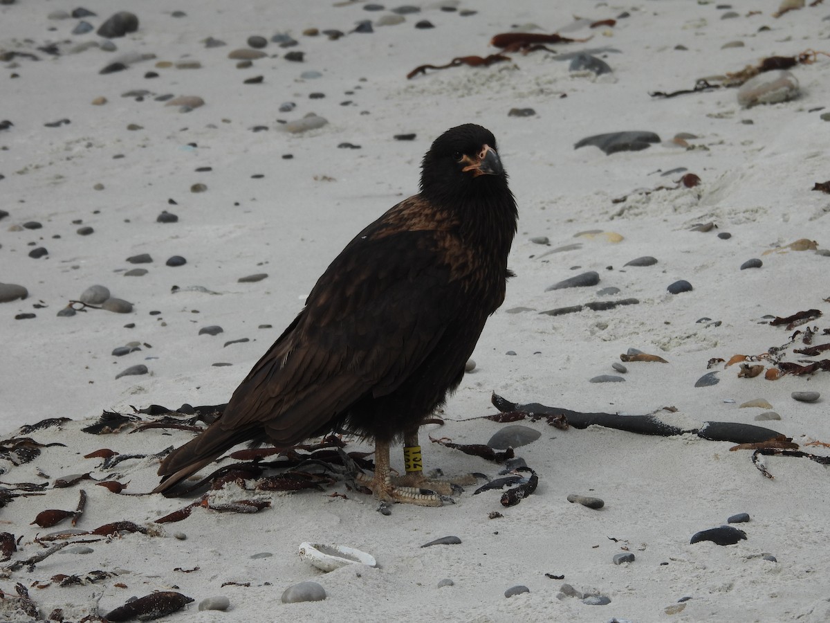 Caracara Austral - ML644411794