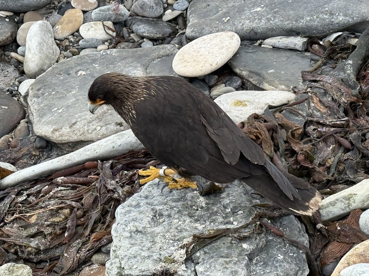 Caracara Austral - ML644411795