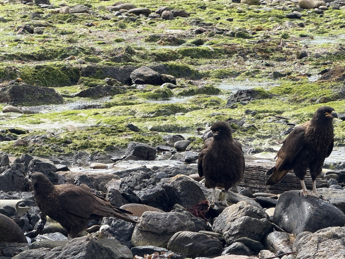 Caracara Austral - ML644411796