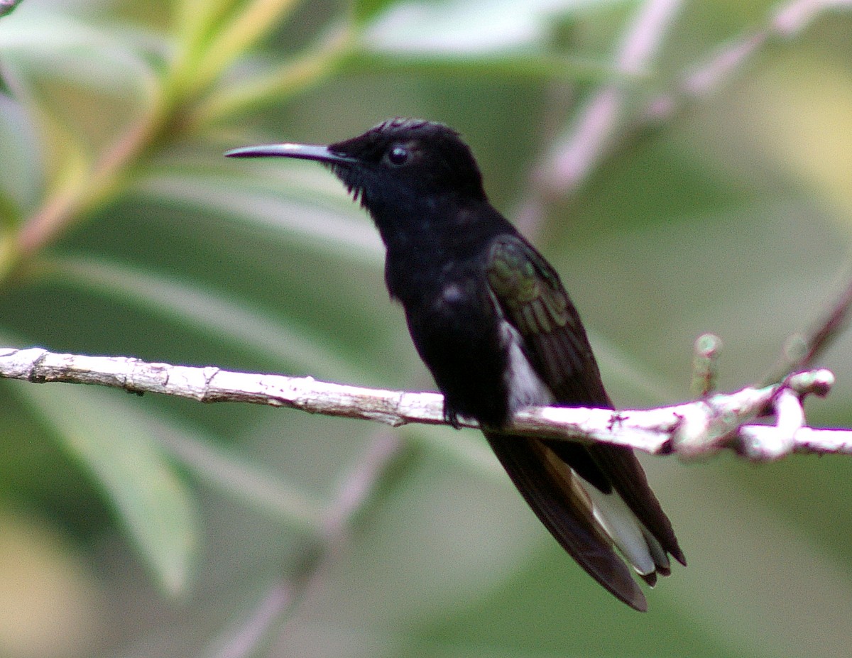 kolibřík černobílý - ML64441181