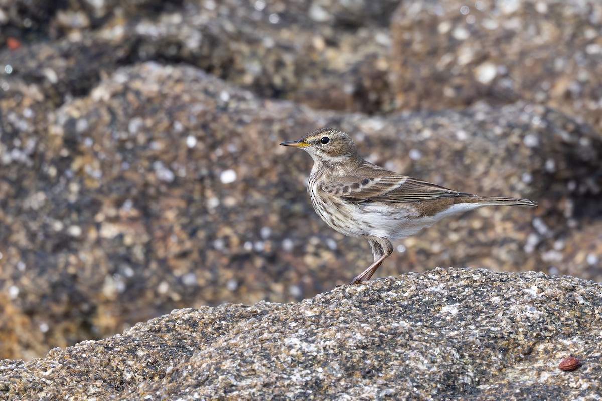 Water Pipit - ML644411812