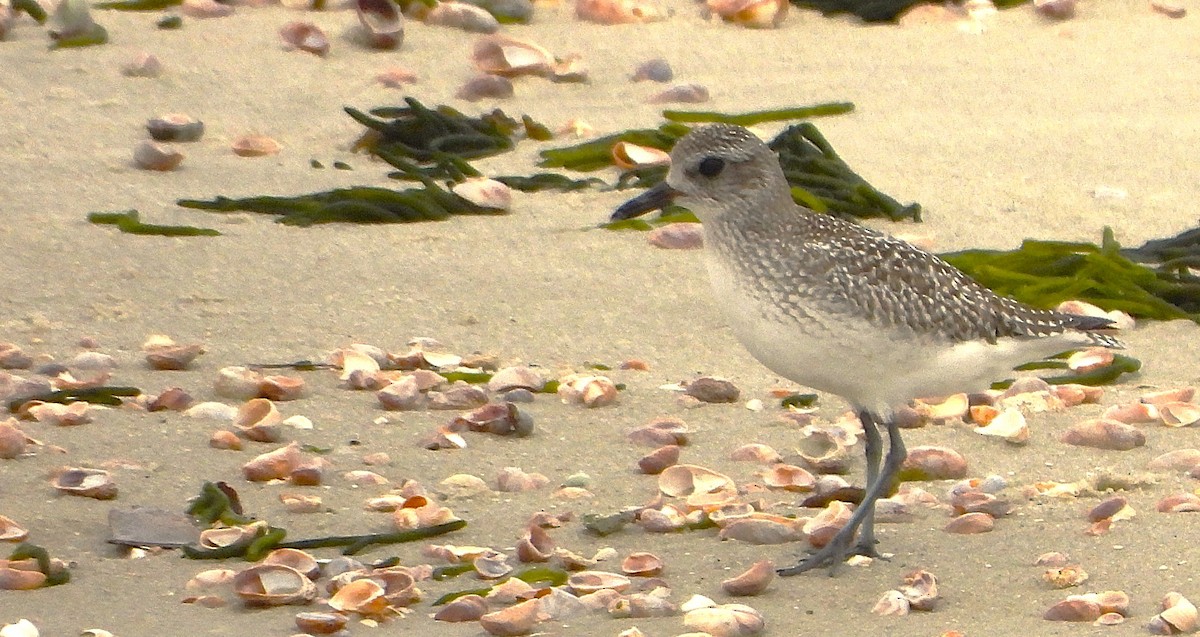 Pivieressa - ML644411813