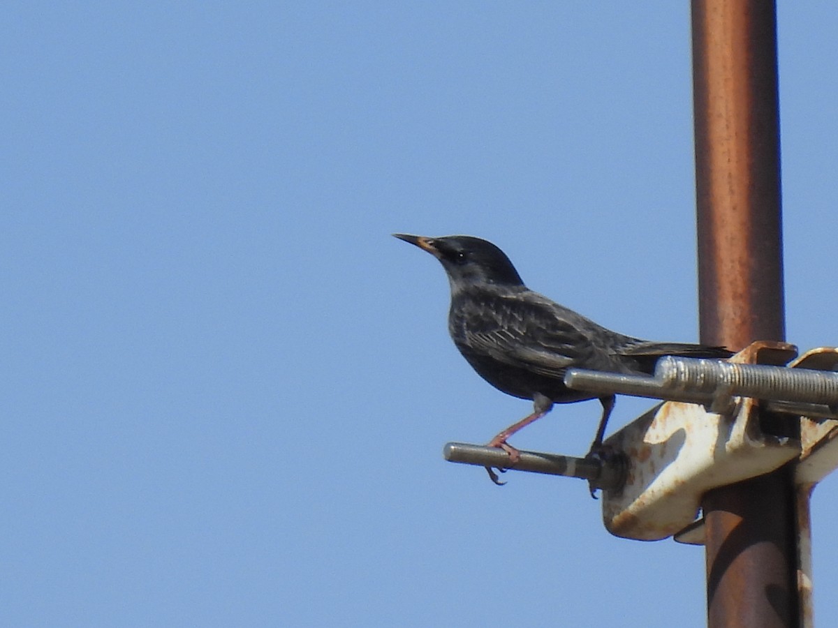 Einfarbstar - ML644411821