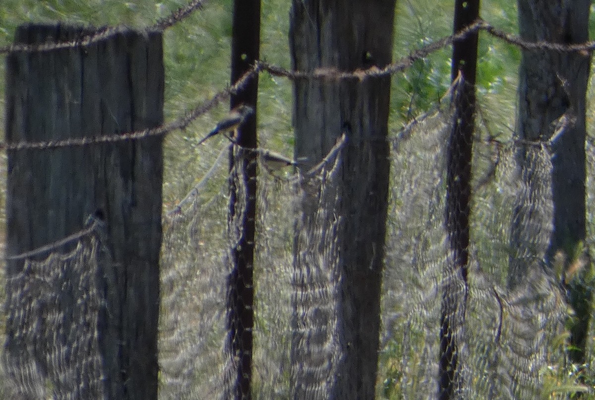 Tree Martin - ML644411824