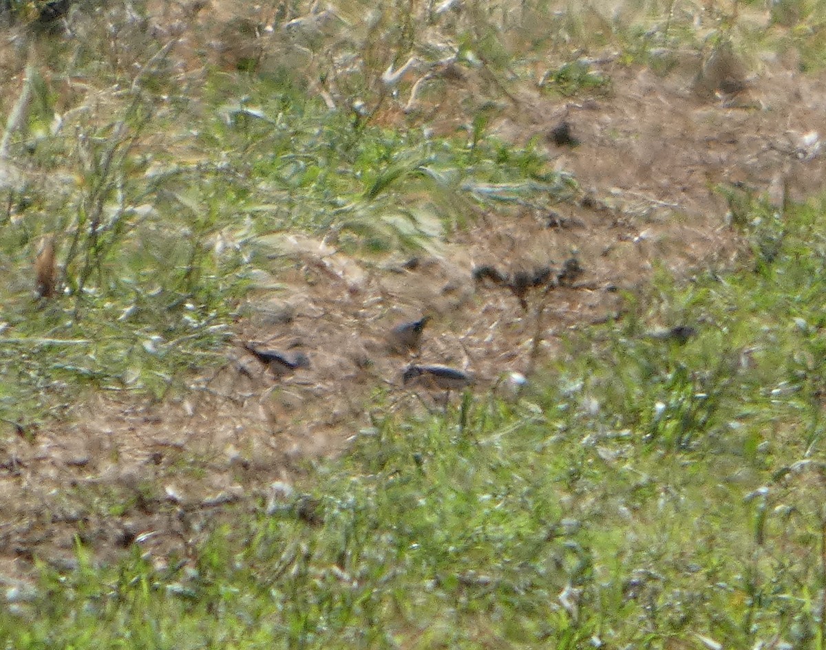 Tree Martin - ML644411825