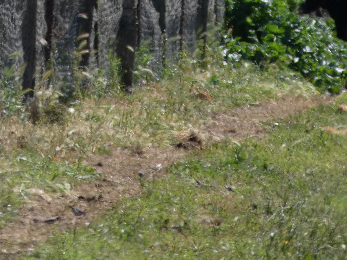 Tree Martin - ML644411827