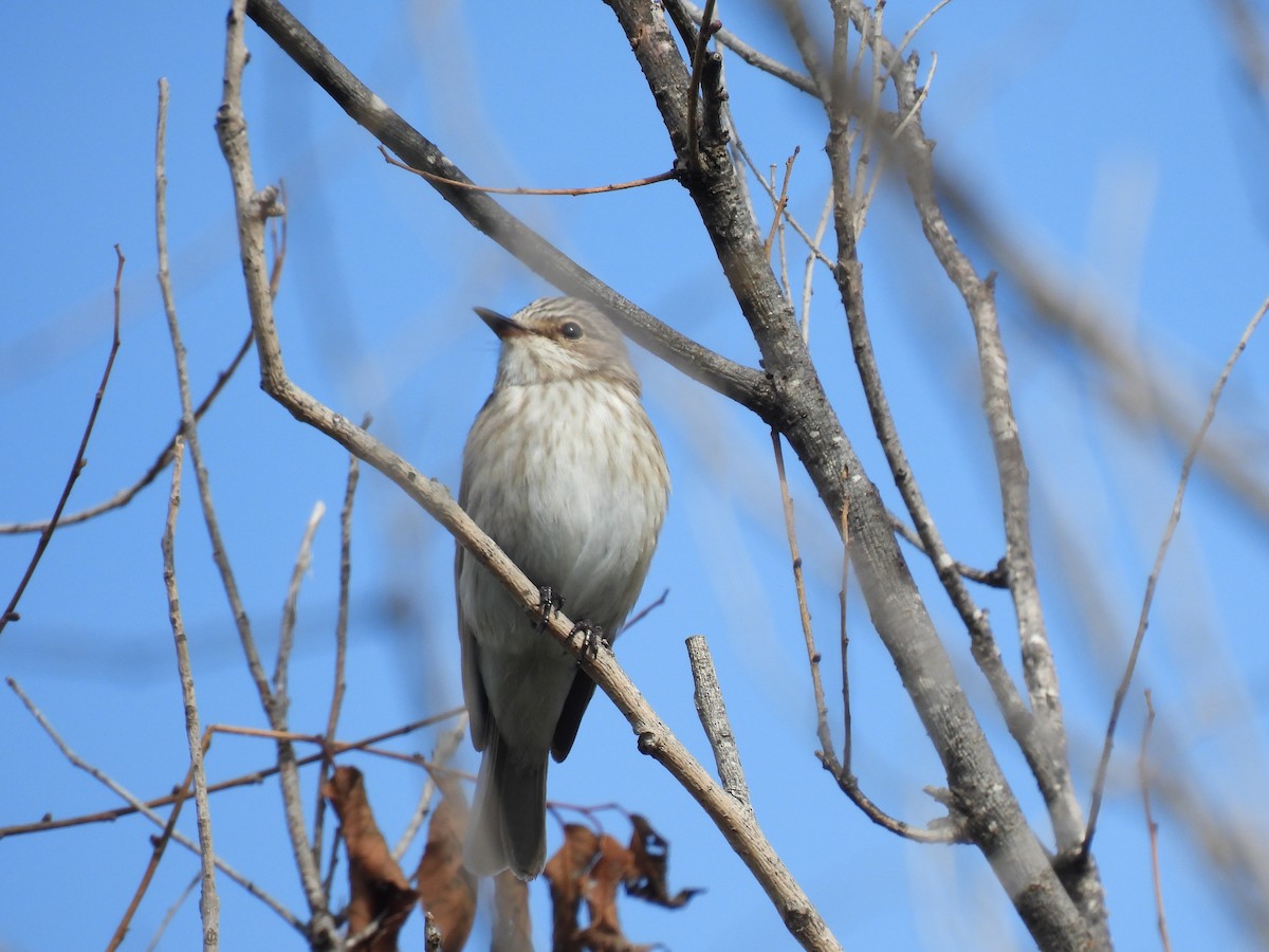 Grauschnäpper - ML644411829