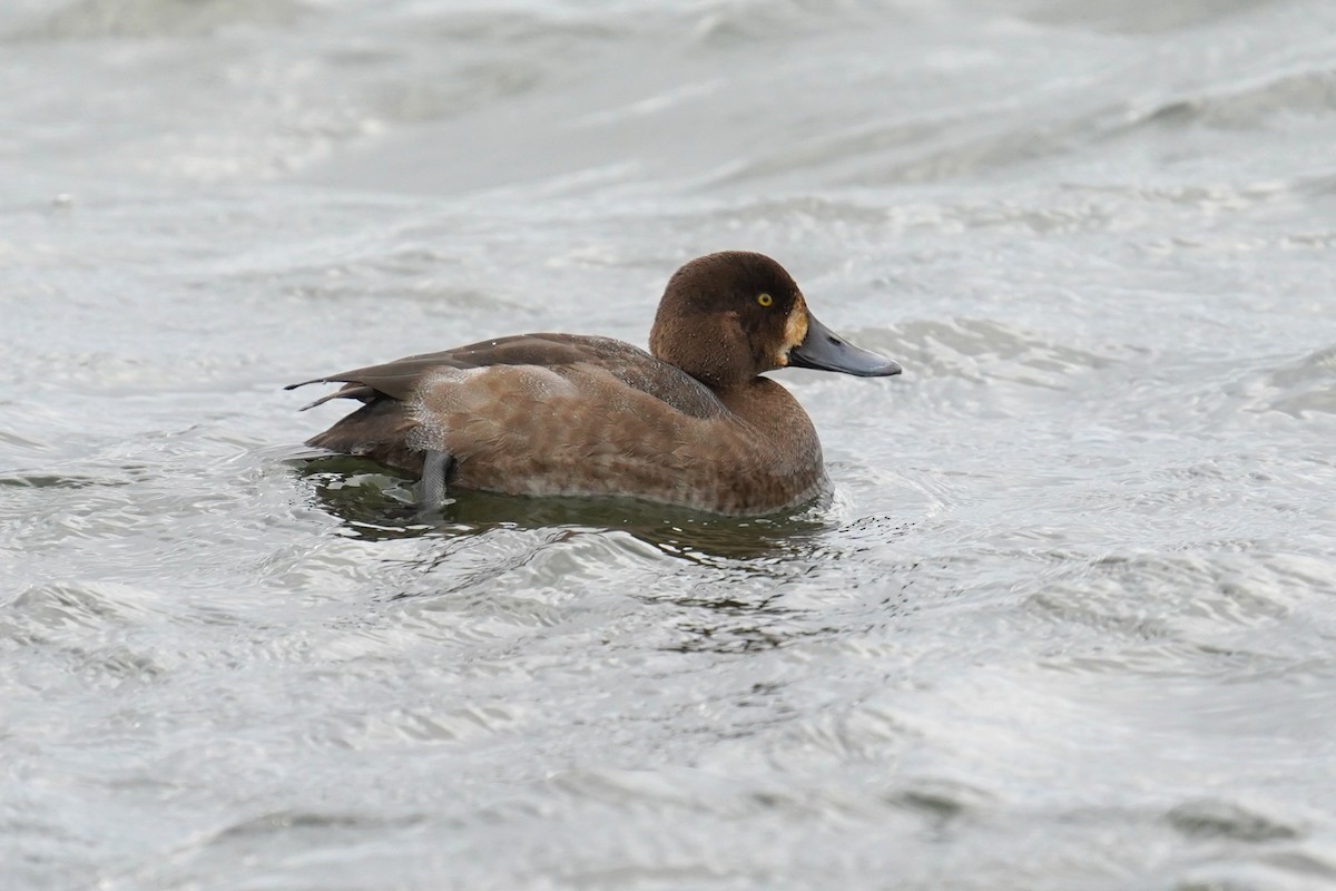 Murgilari handia - ML644411837