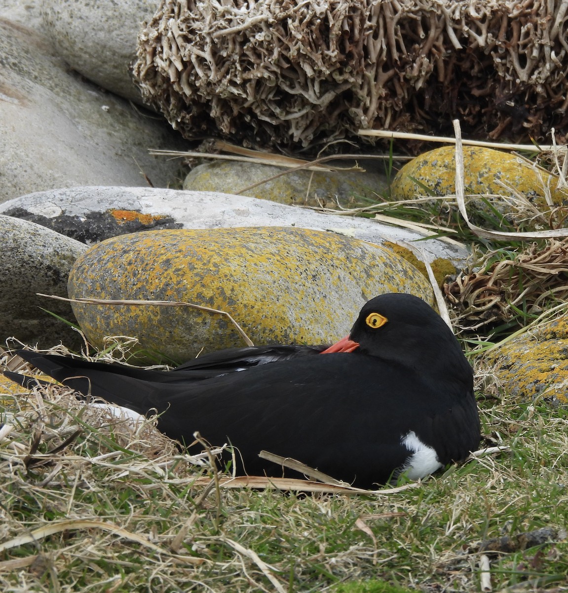 マゼランミヤコドリ - ML644411841