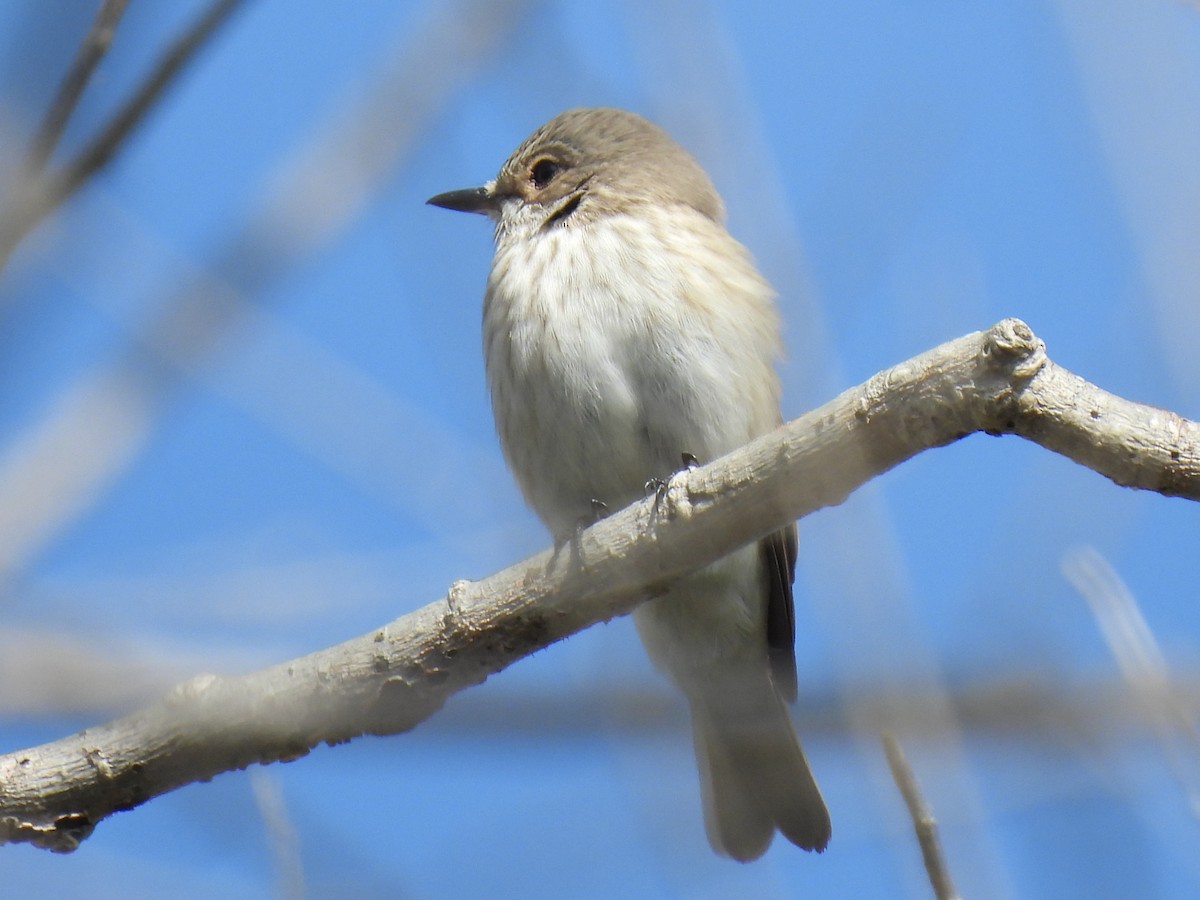 Grauschnäpper - ML644411845