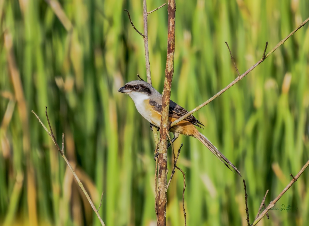 Gray-backed Shrike - ML644411873