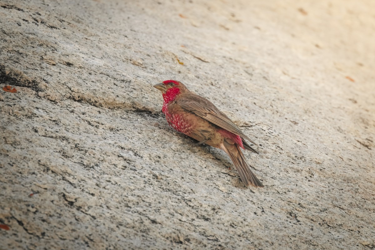 Red-fronted Rosefinch - ML644411889