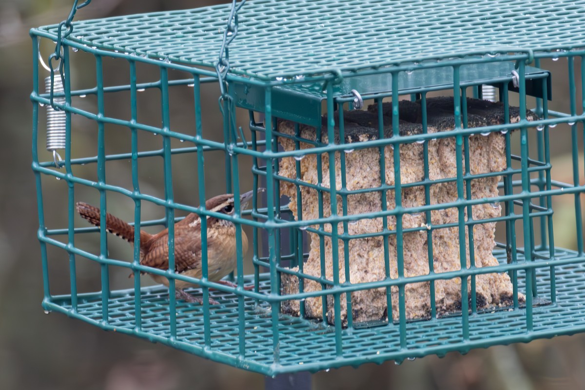 Cucarachero de Carolina - ML644411890