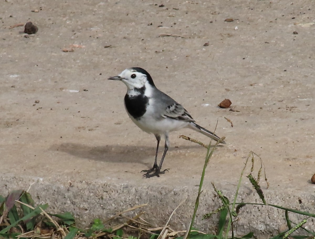 Buztanikara zuria - ML644411893