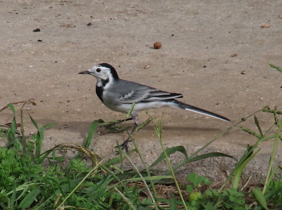 Buztanikara zuria - ML644411895