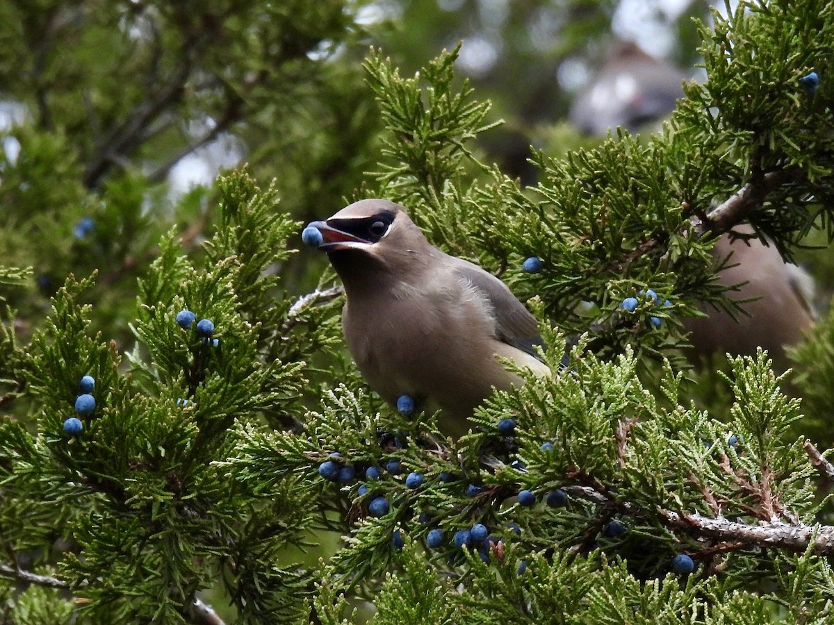 Sedir İpekkuyruğu - ML644411896
