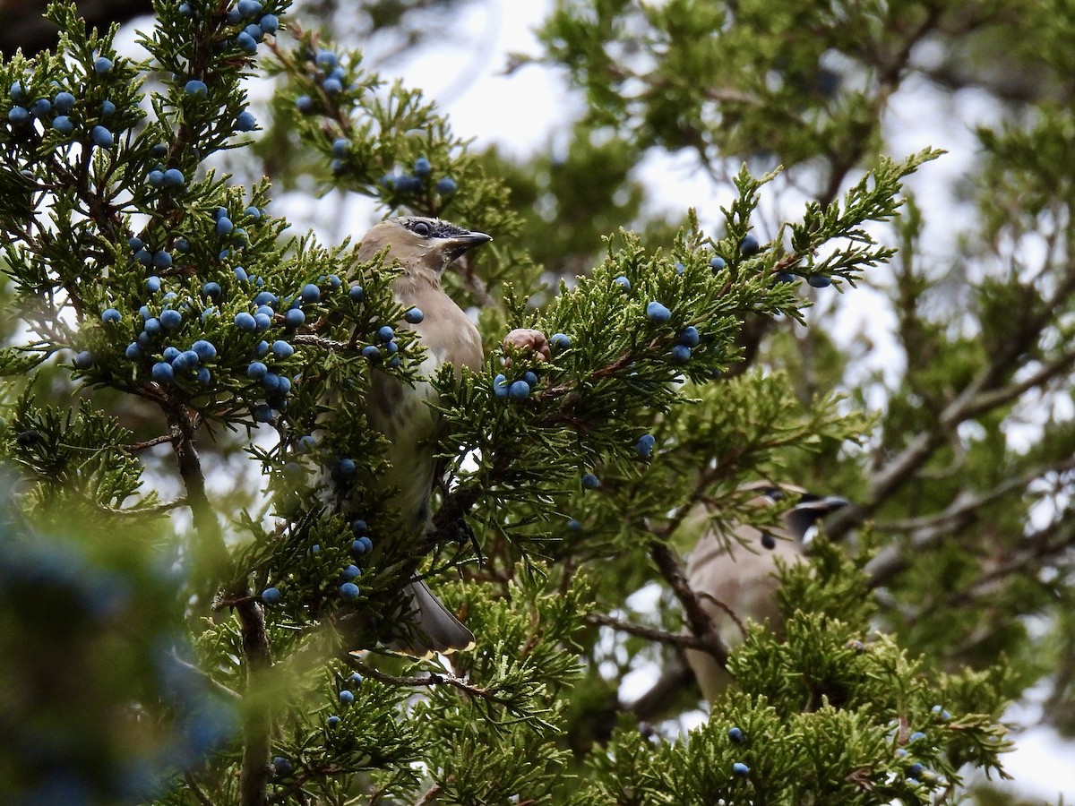 Sedir İpekkuyruğu - ML644411897