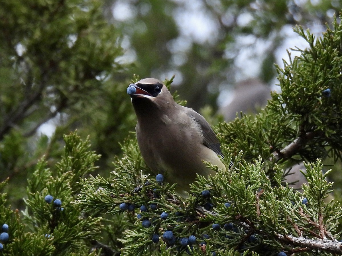 Sedir İpekkuyruğu - ML644411898
