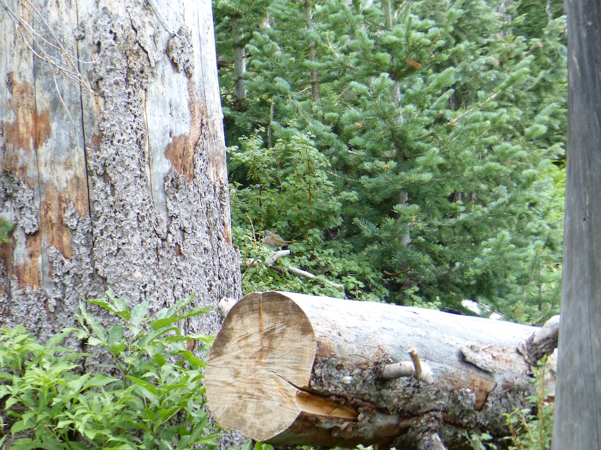 Green-tailed Towhee - ML644411902