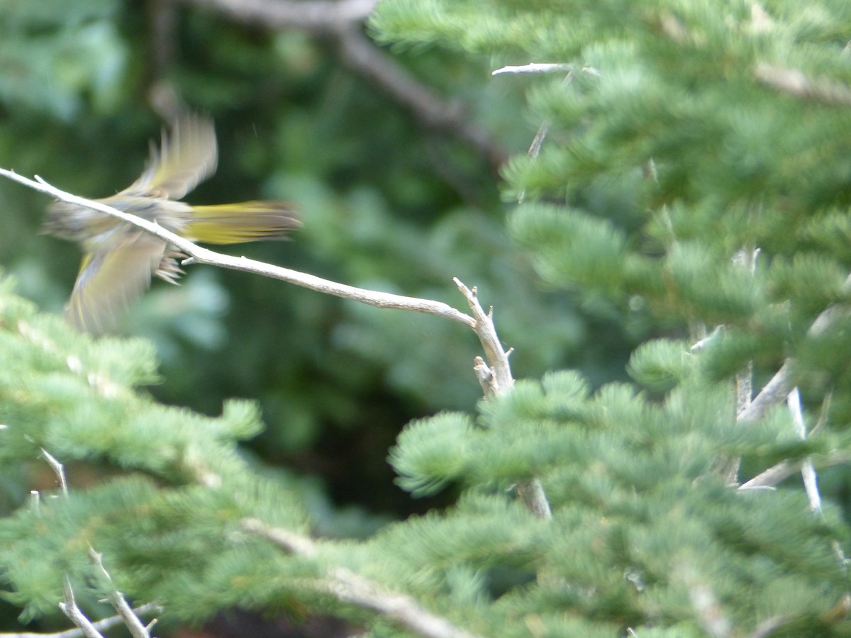 Green-tailed Towhee - ML644411903