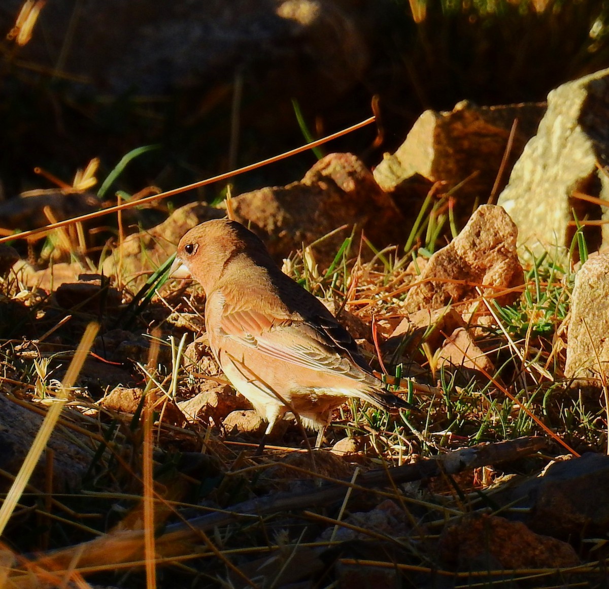 Crimson-winged Finch (African) - ML644411922