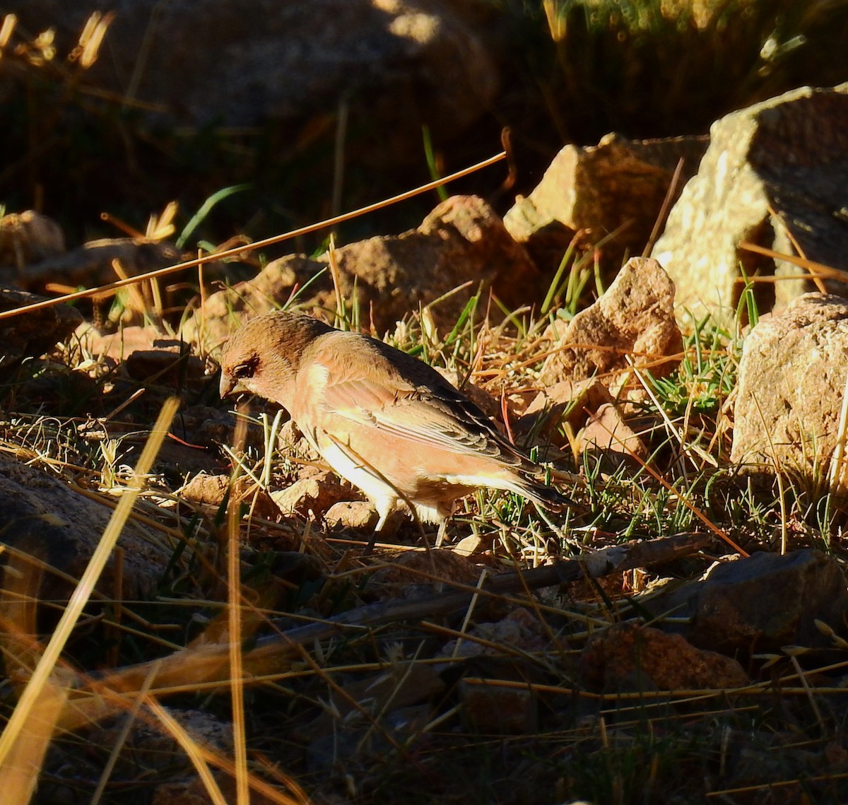 Crimson-winged Finch (African) - ML644411923