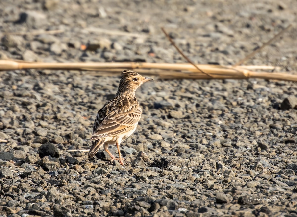 Oriental Skylark - ML644411931