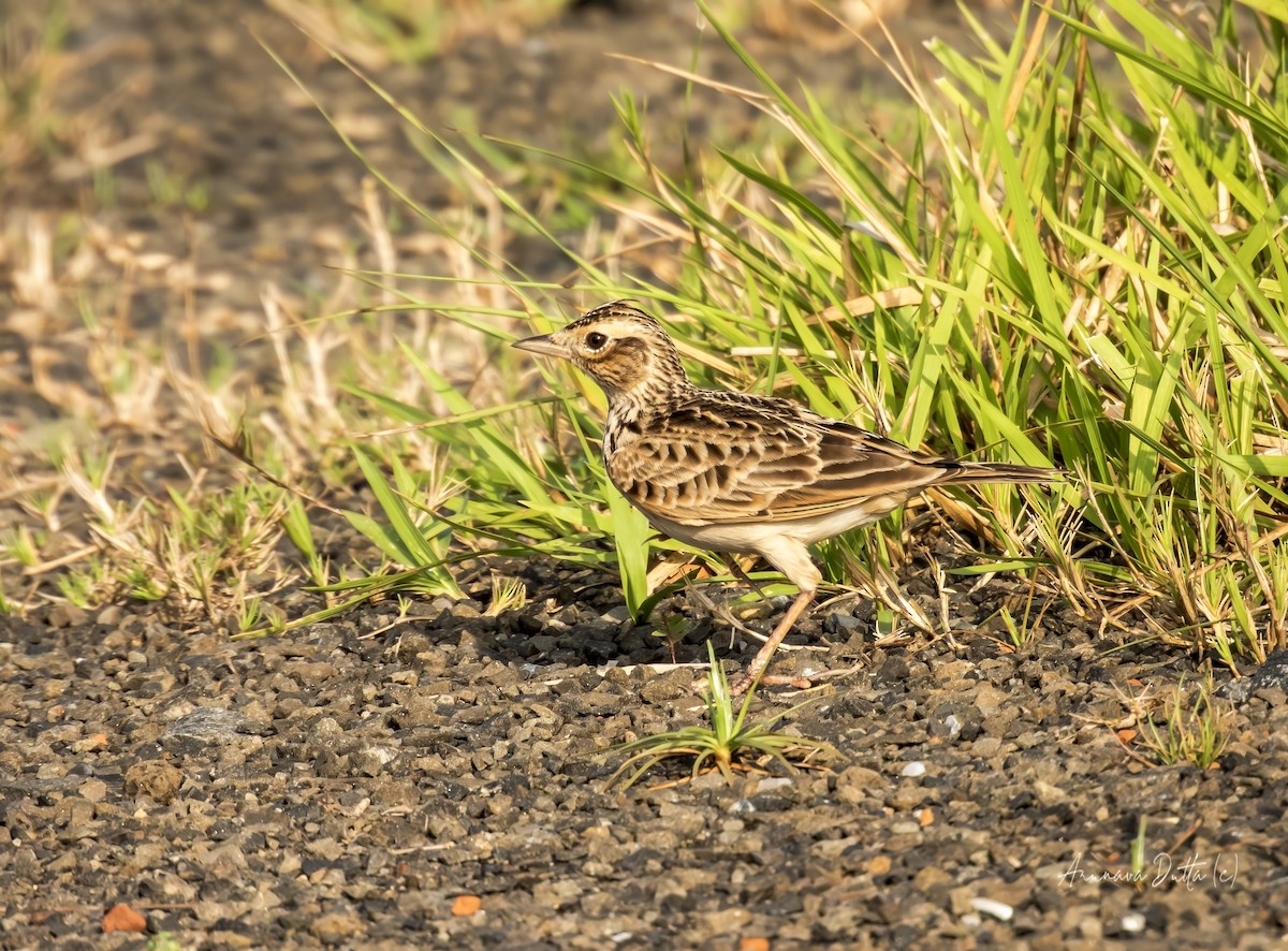 Oriental Skylark - ML644411932