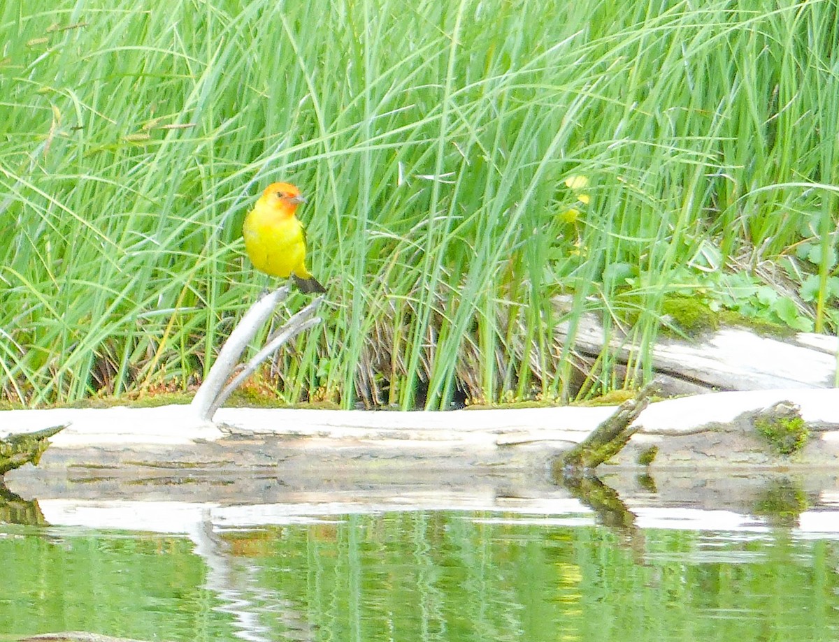 Western Tanager - ML644411936