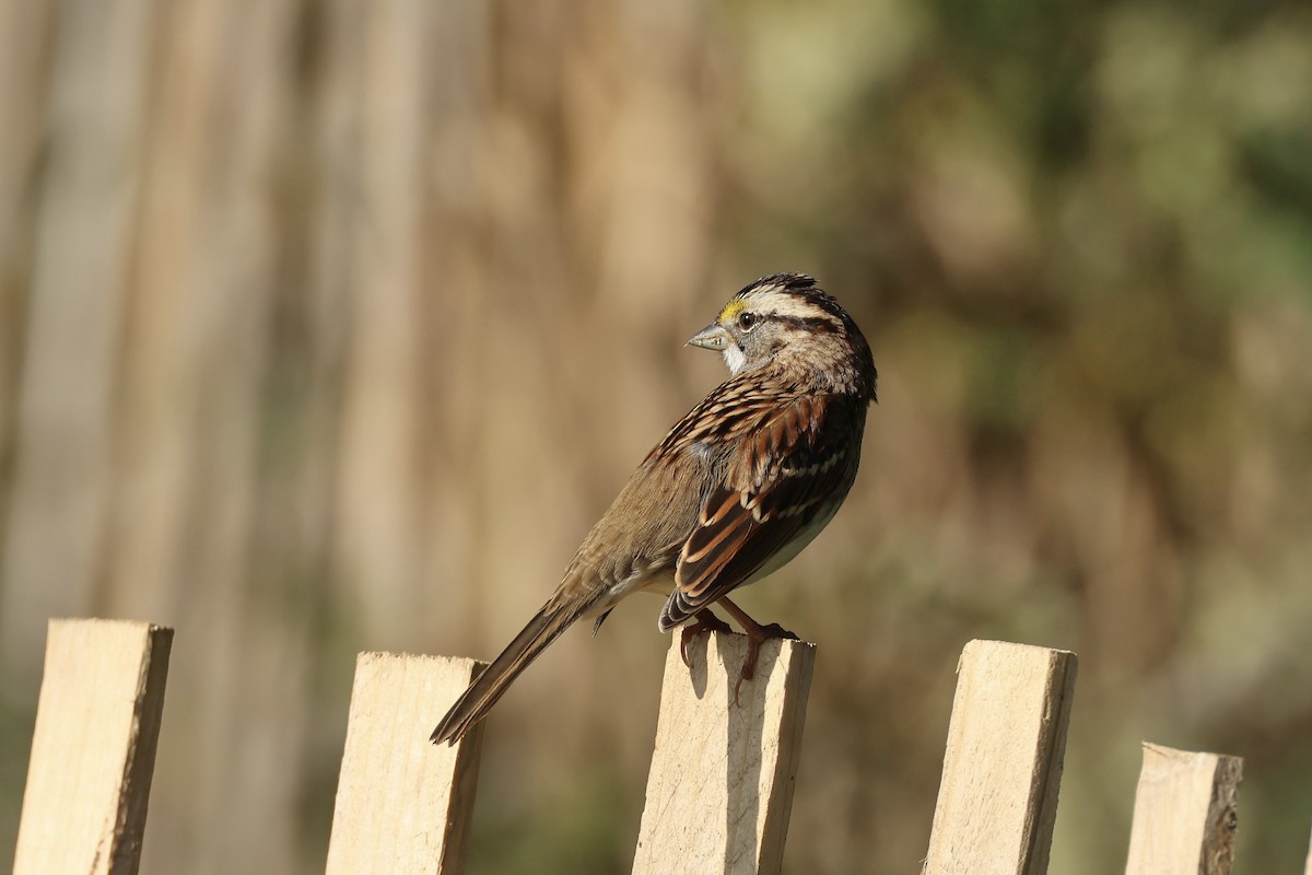 White-throated Sparrow - ML644411937