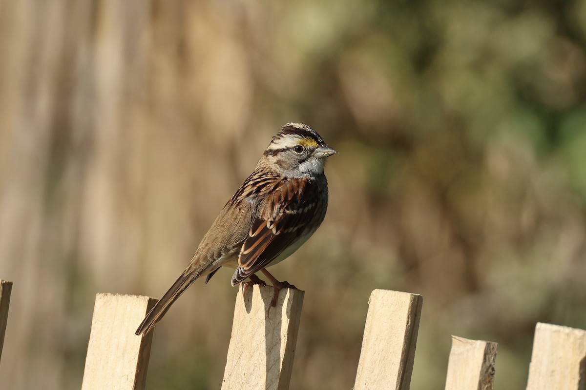 White-throated Sparrow - ML644411938