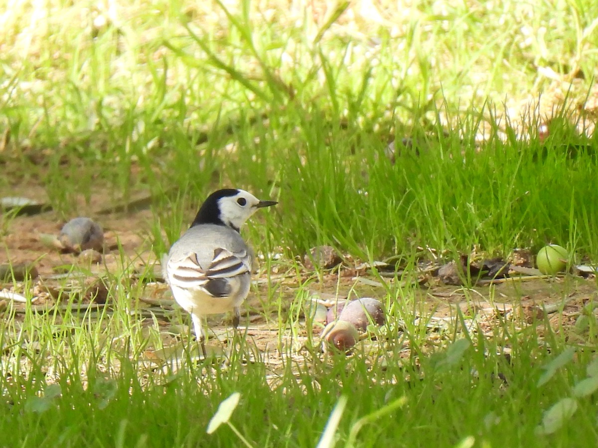 Buztanikara zuria - ML644411941