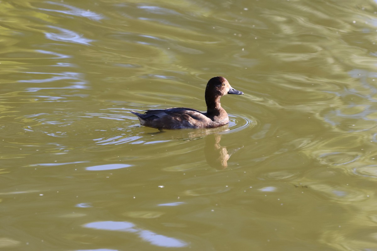 Redhead - ML644411952