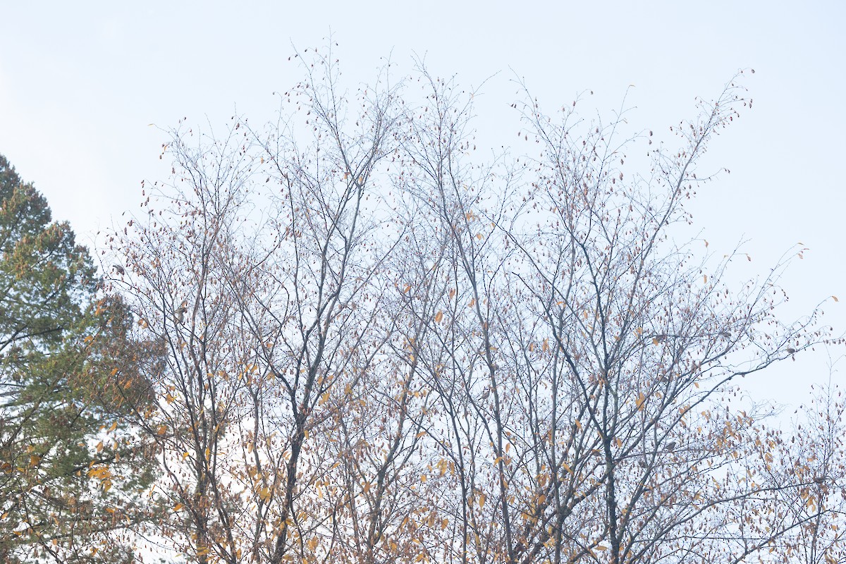 Purple Finch (Eastern) - ML644411954