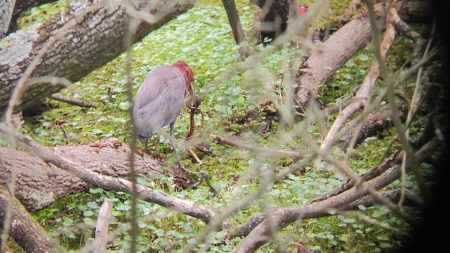 rusttigerhegre - ML644411955