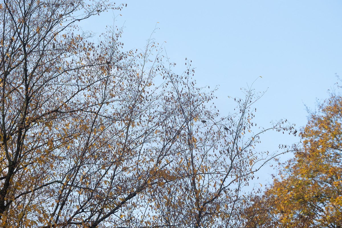 Purple Finch (Eastern) - ML644411956