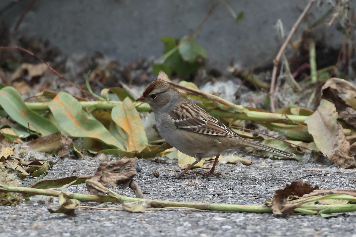 Белобровая овсянка - ML644411958