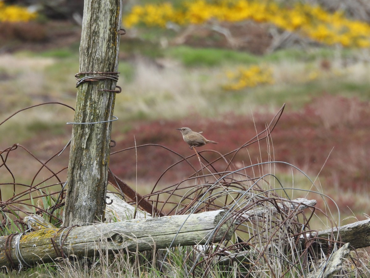 Falklandzaunkönig - ML644411959