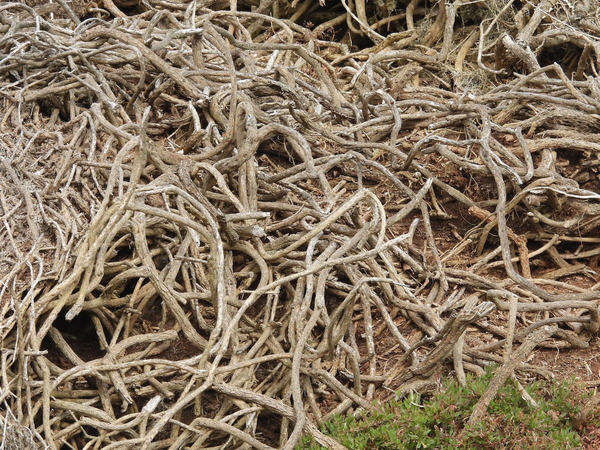 Falklandzaunkönig - ML644411960