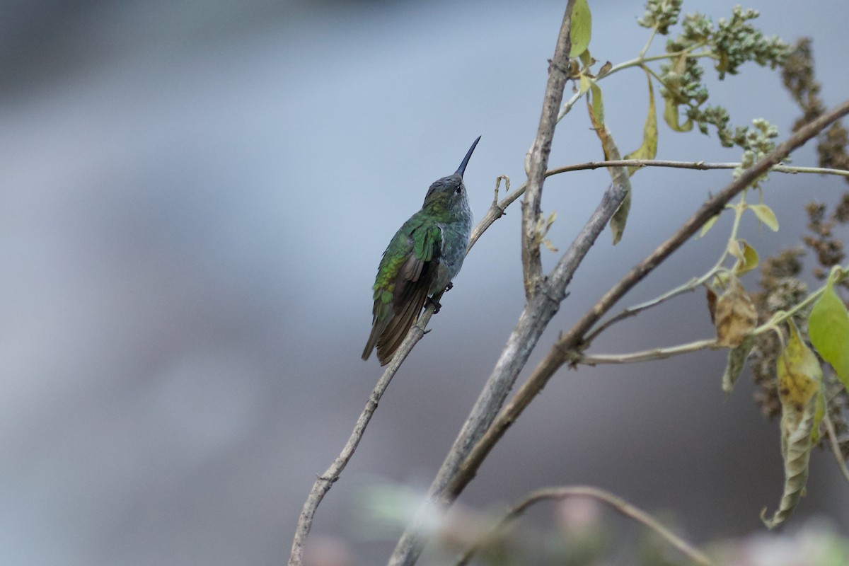 Green-and-white Hummingbird - ML644411967
