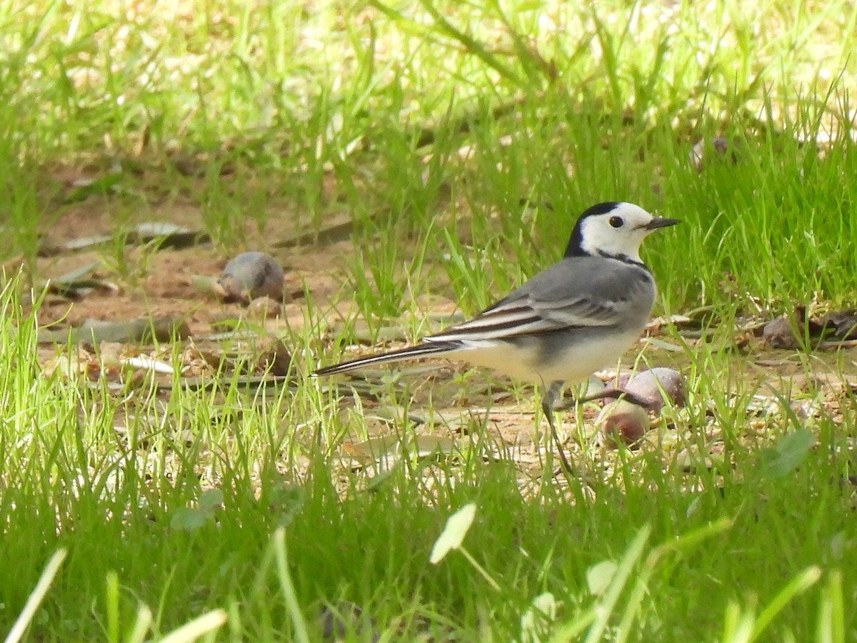 Buztanikara zuria - ML644411975