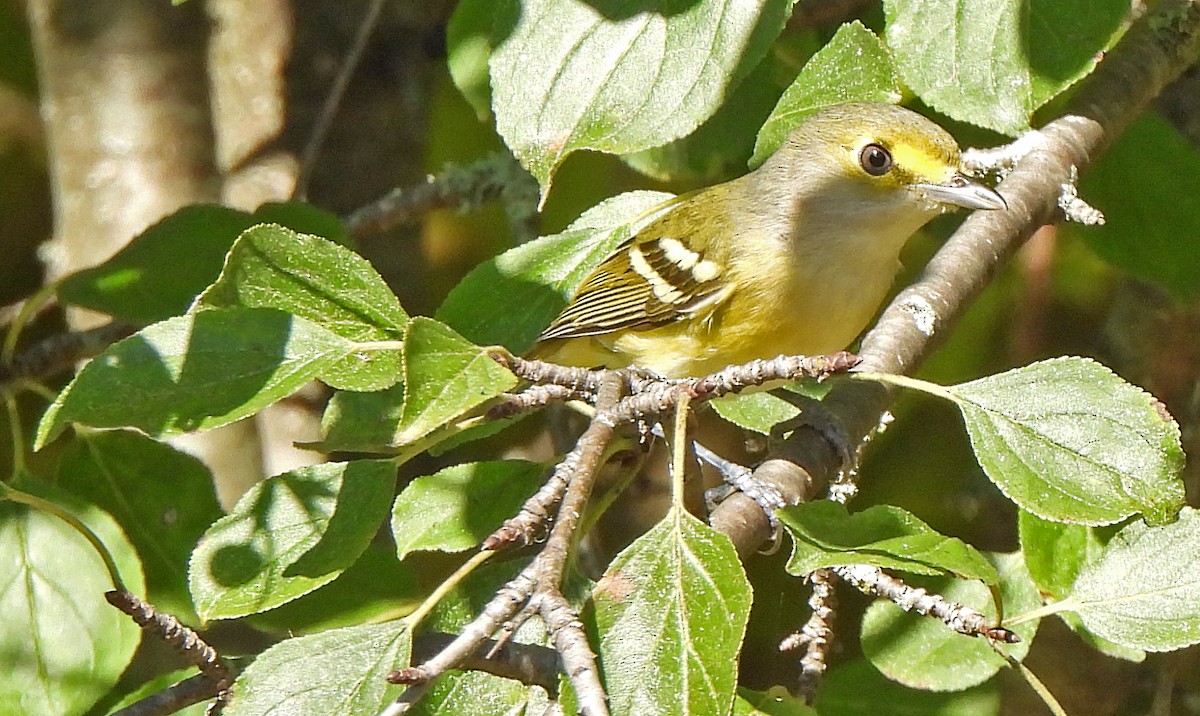 Белоглазый виреон - ML644411976