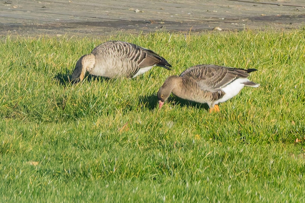 Гуска мала - ML644411996