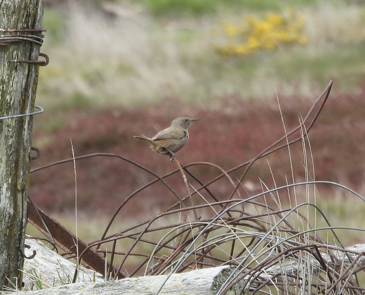 Falklandzaunkönig - ML644412000