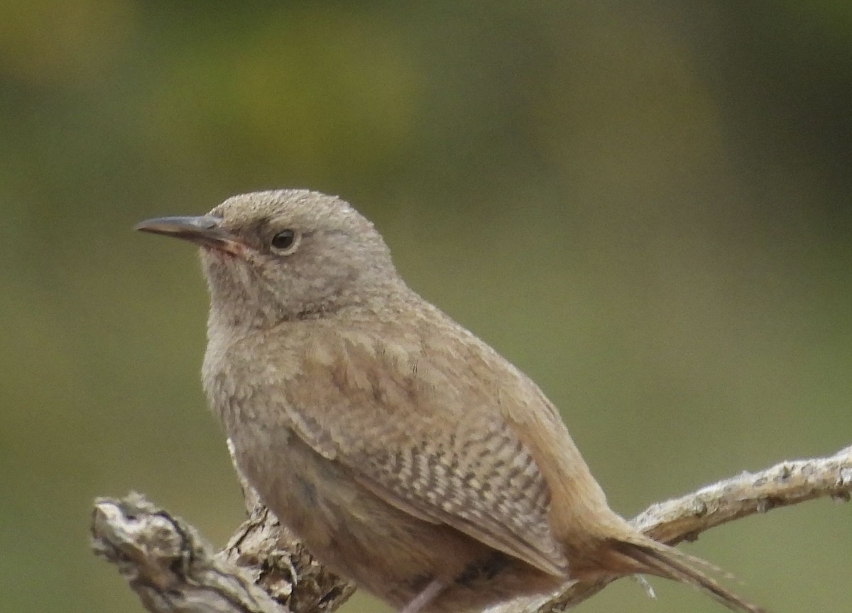 Falklandzaunkönig - ML644412001