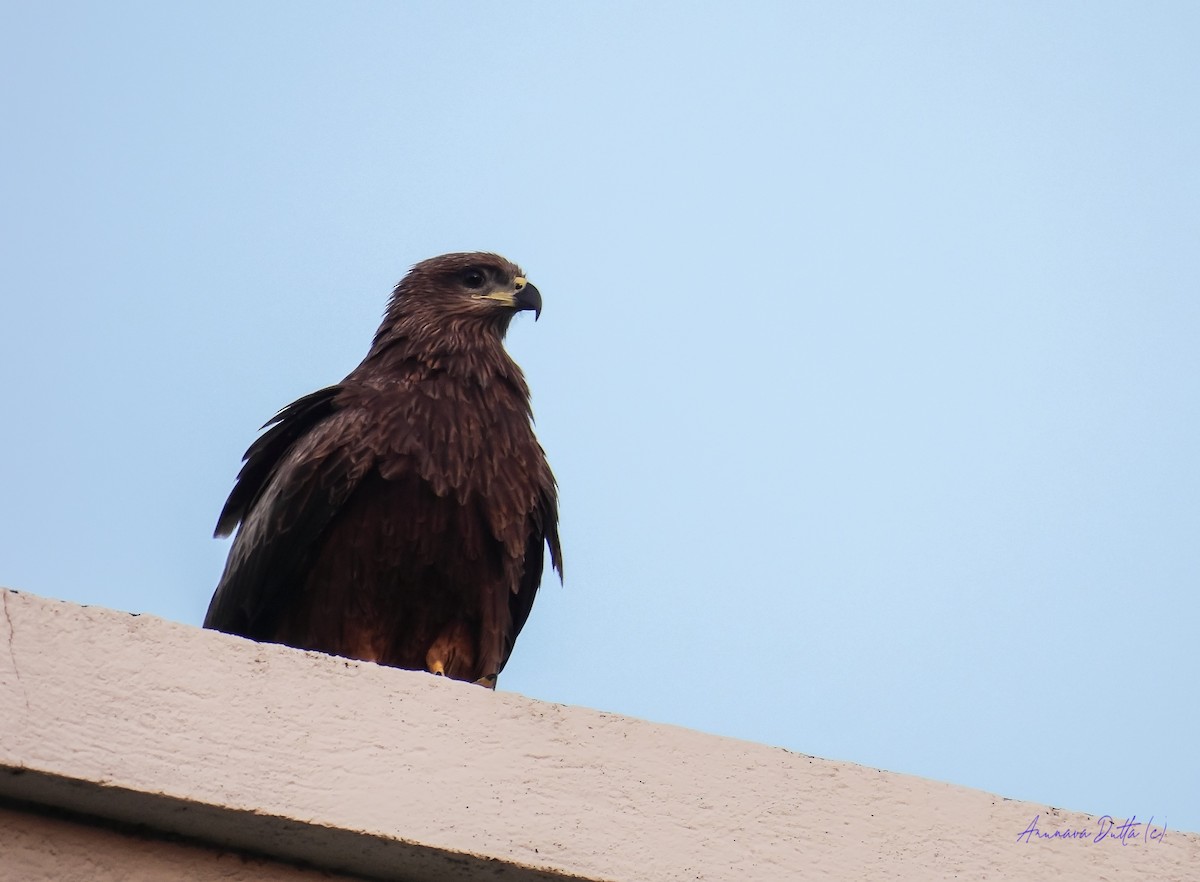 Сохор элээ - ML644412004