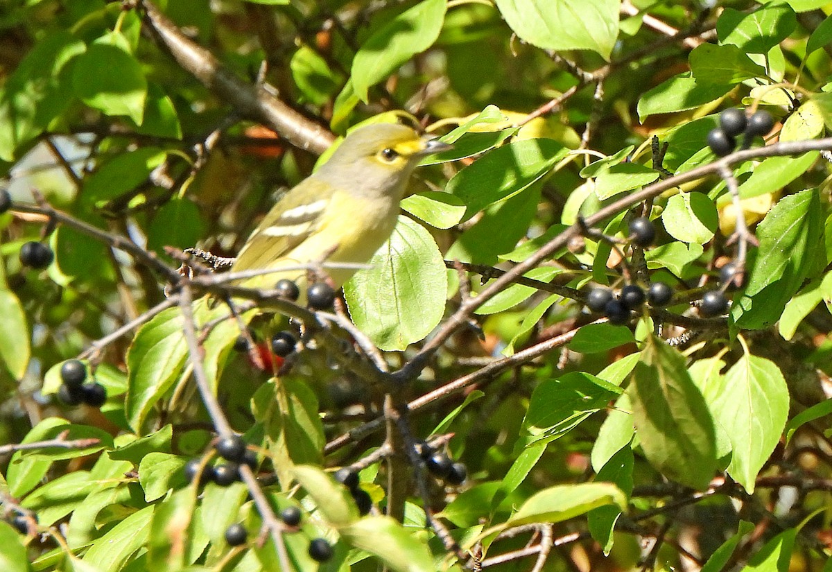 Белоглазый виреон - ML644412006